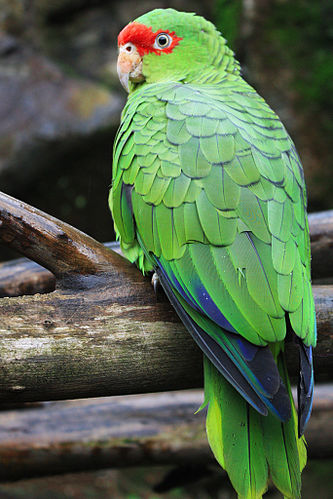 Red-spectacled amazon